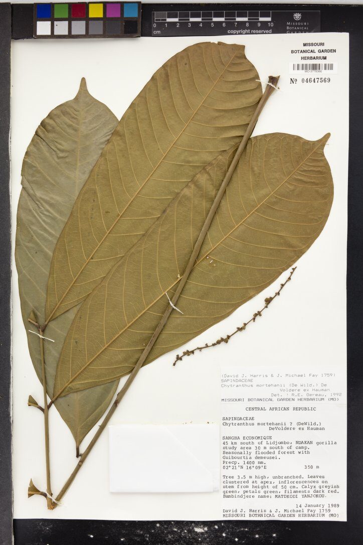 Chytranthus mortehanii