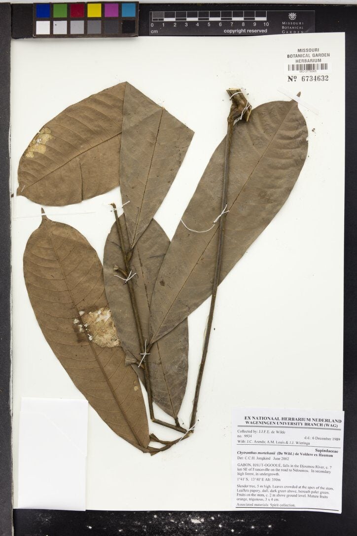 Chytranthus mortehanii (Toulom) — photo