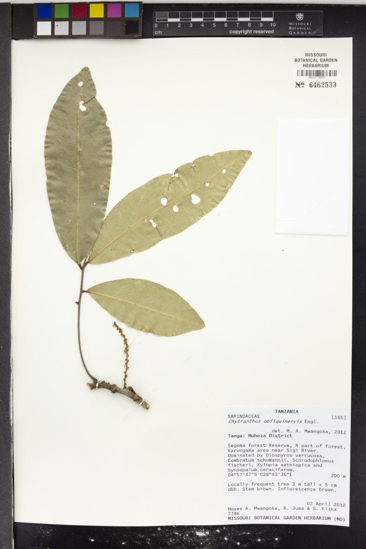 Chytranthus obliquinervis — photo