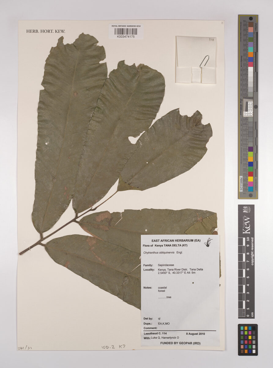 Chytranthus obliquinervis — photo