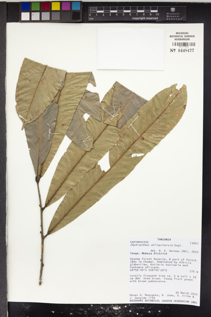 Chytranthus obliquinervis