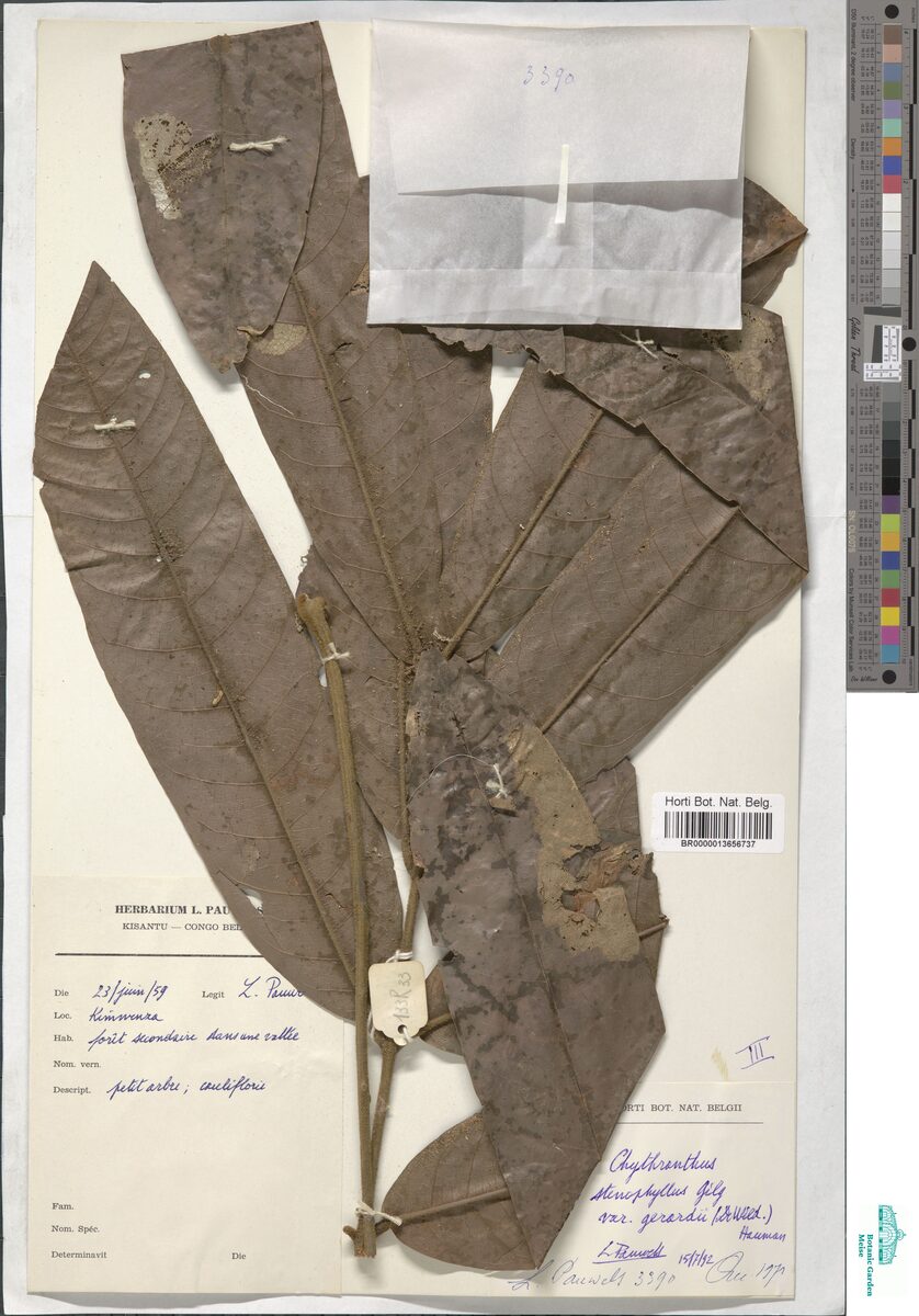 Chytranthus stenophyllus var. gerardii — photo