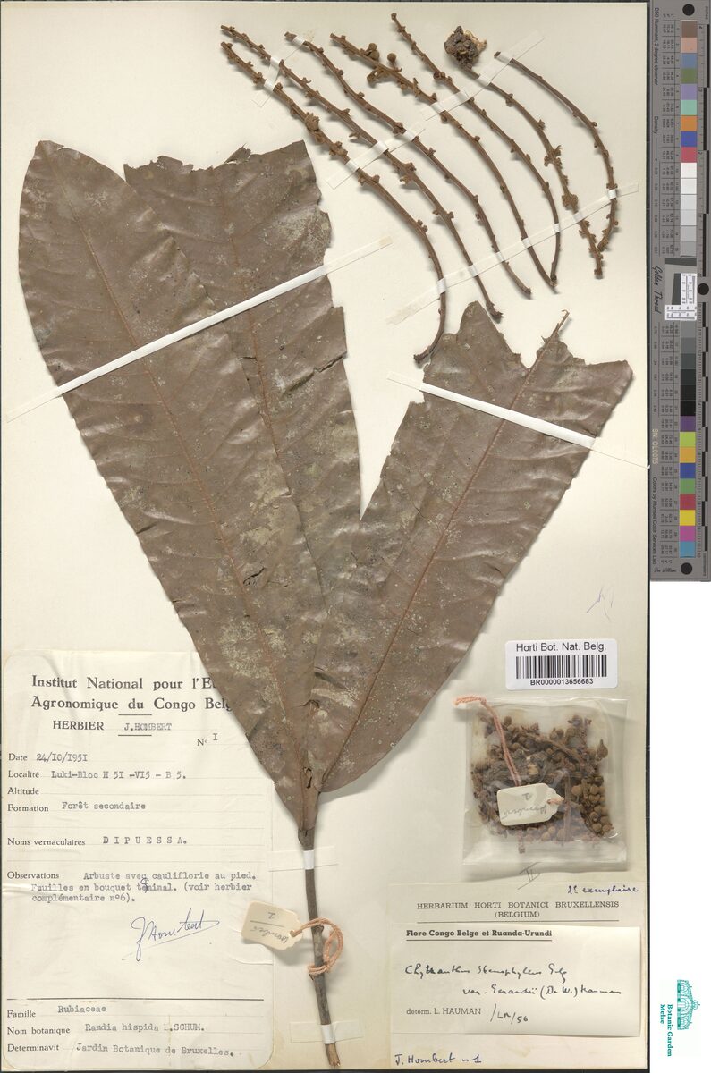 Chytranthus stenophyllus var. gerardii — photo