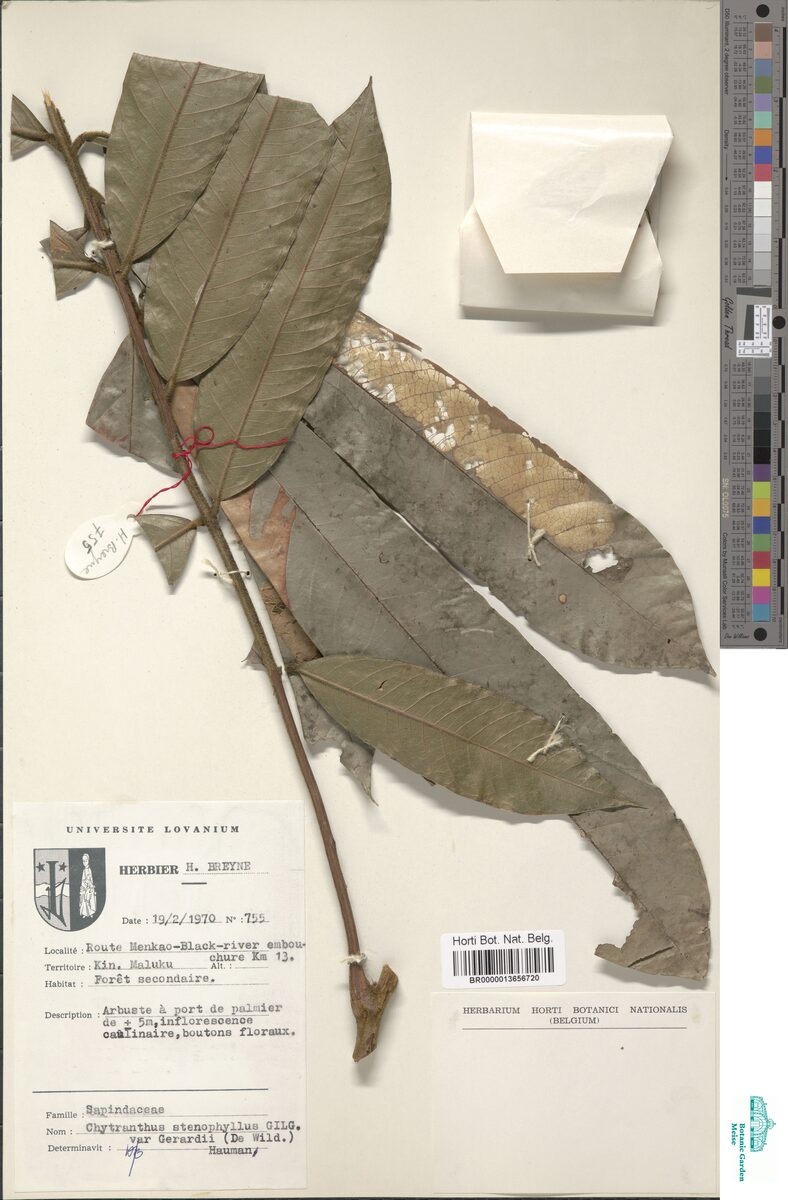 Chytranthus stenophyllus var. gerardii