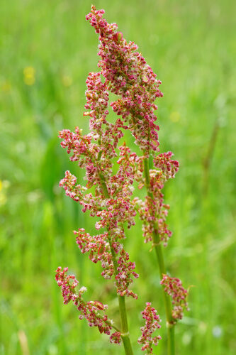 Cibotium menziesii (Hapu) — photo
