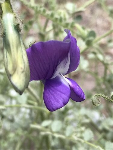 Cicer microphyllum