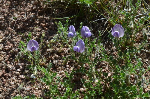 Cicer songaricum