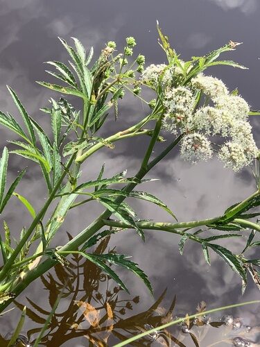 Cicuta virosa (Cowbane) — photo