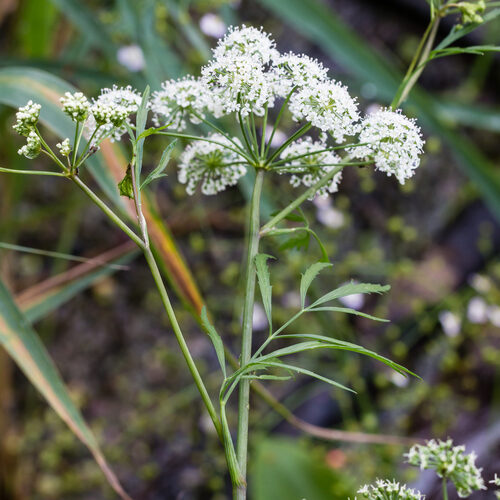 Cicuta virosa (Cowbane) — photo