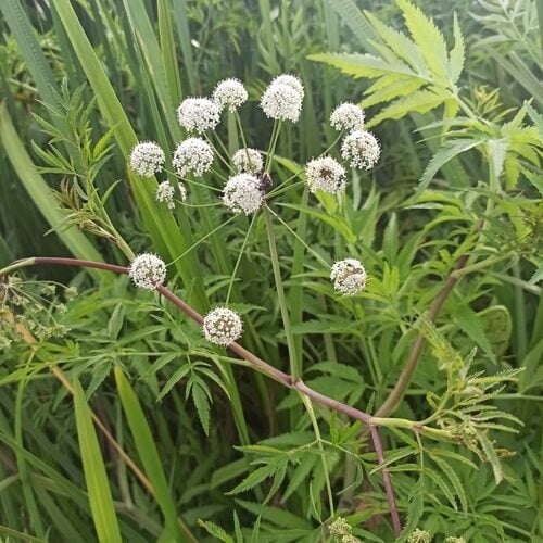 Cicuta virosa