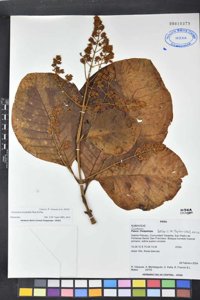 Cinchona micrantha (Huannco) — photo