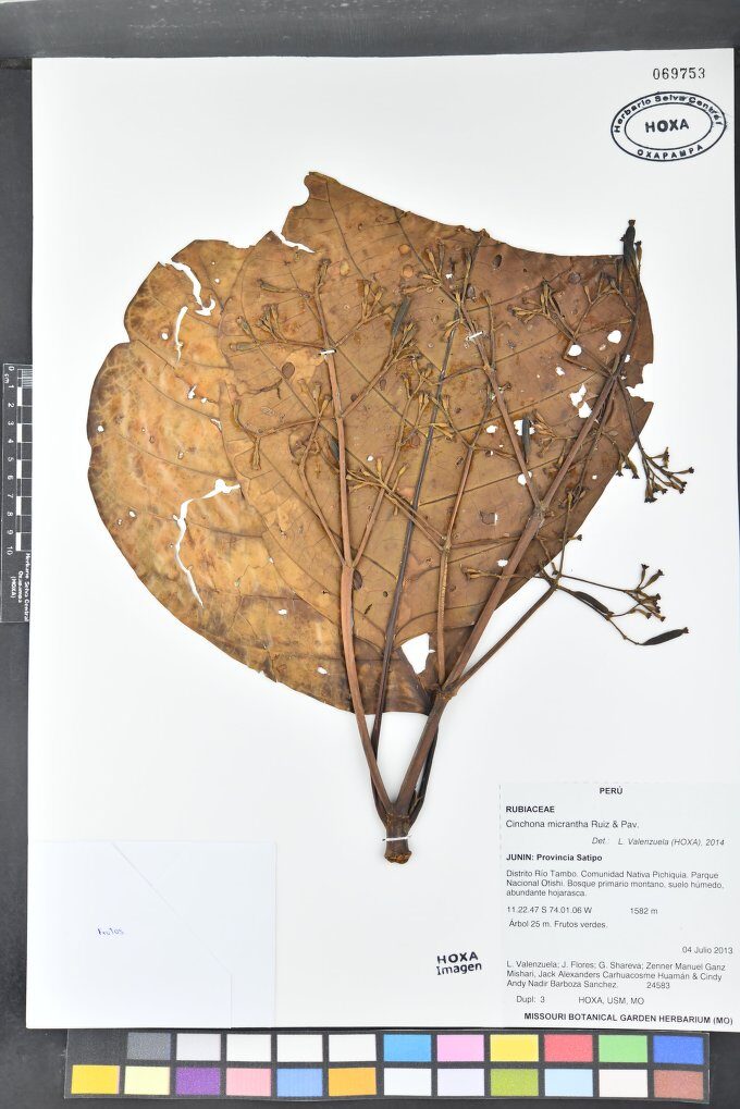 Cinchona micrantha