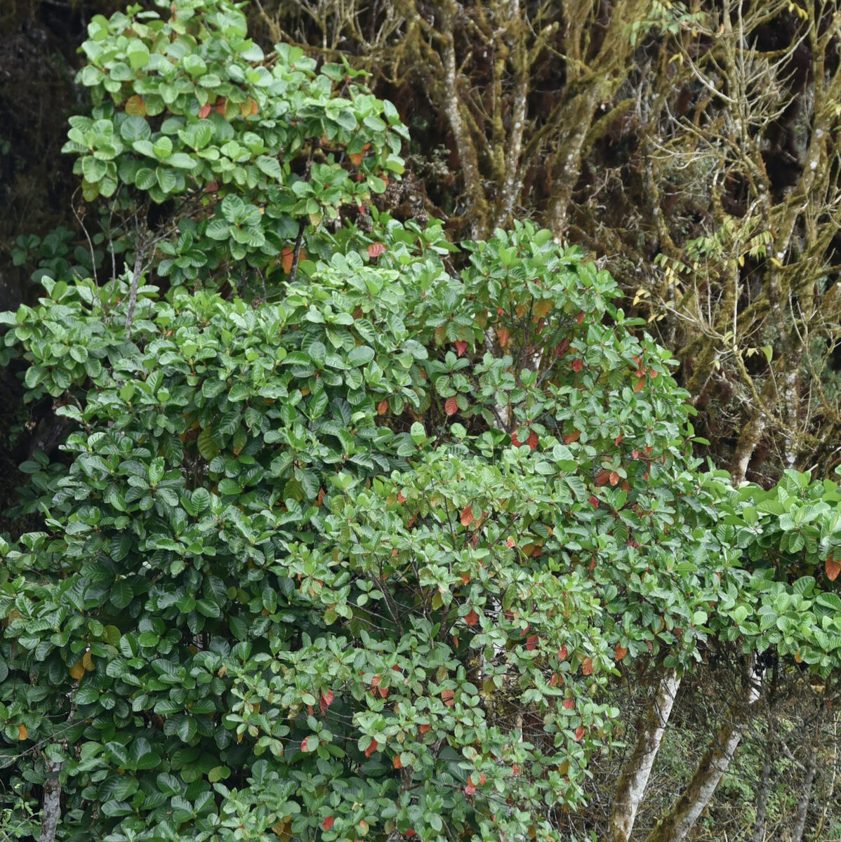 Cinchona spp (Quinine) — photo