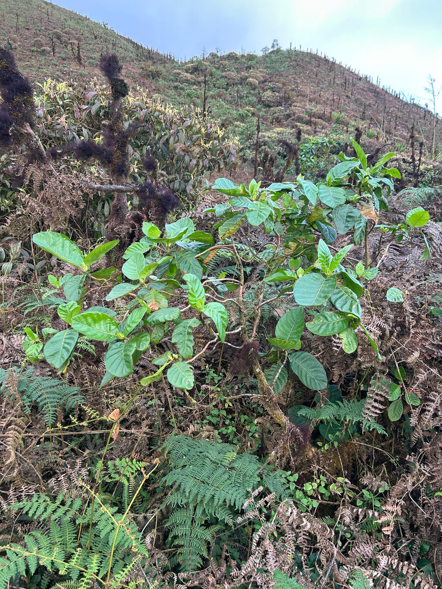 Cinchona spp