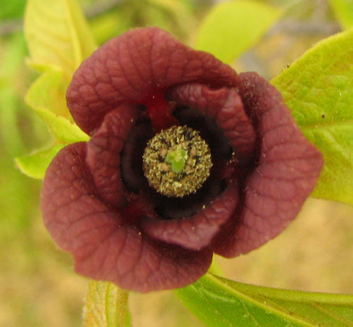 Cinnamodendron occhionianum
