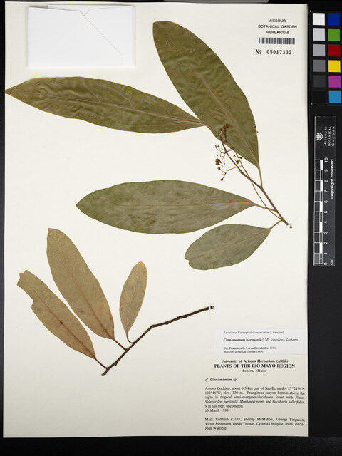 Cinnamomum hartmannii (Haya) — photo