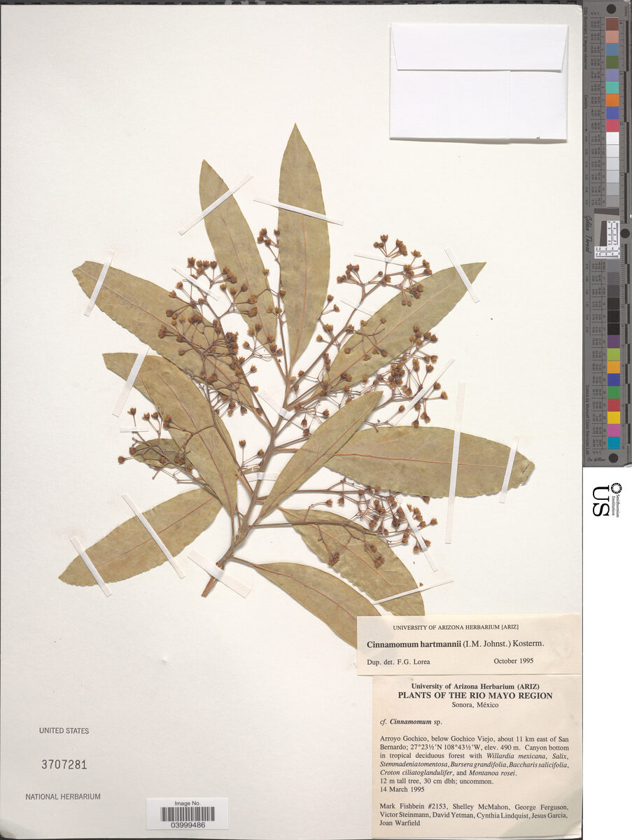 Cinnamomum hartmannii (Haya) — photo