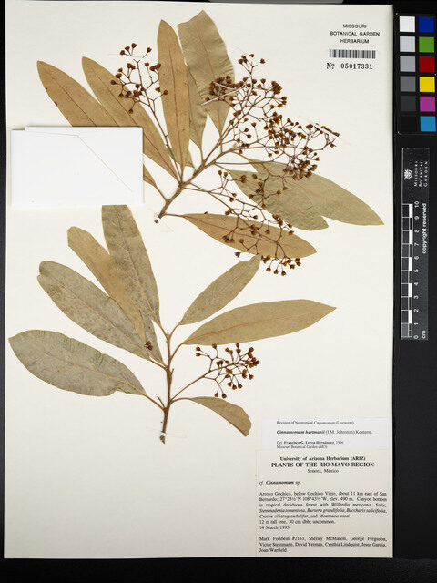 Cinnamomum hartmannii