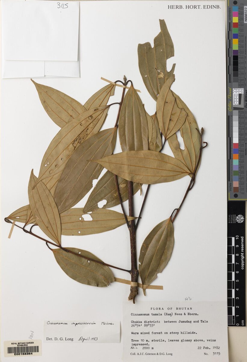 Cinnamomum impressinervium (Sissi) — photo