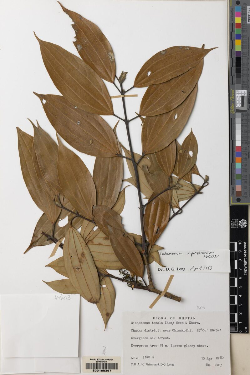Cinnamomum impressinervium (Sissi) — photo