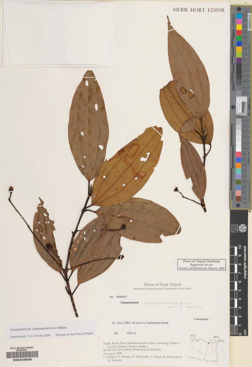 Cinnamomum impressinervium