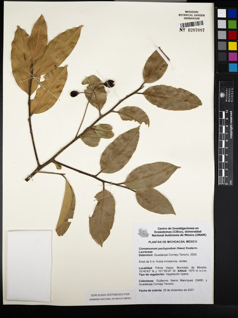 Cinnamomum pachypodum — photo