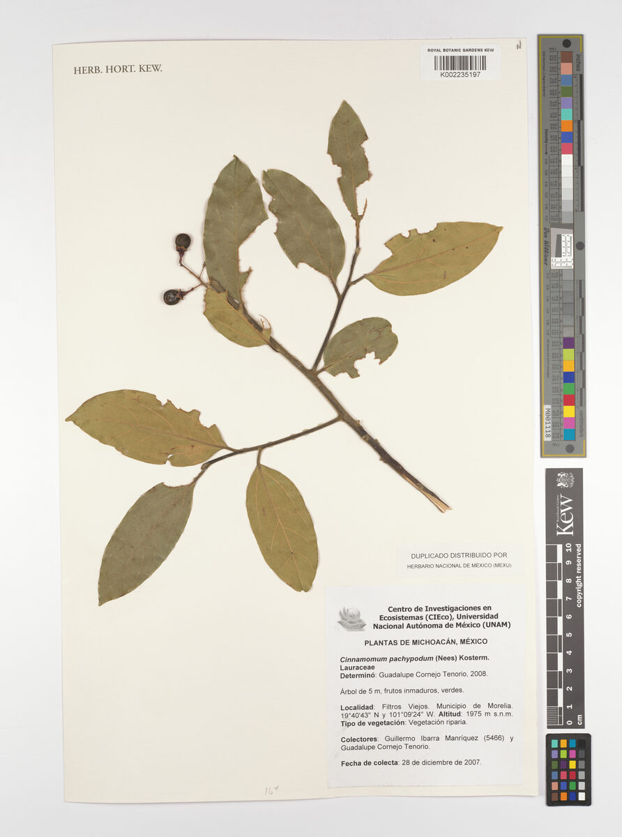 Cinnamomum pachypodum — photo