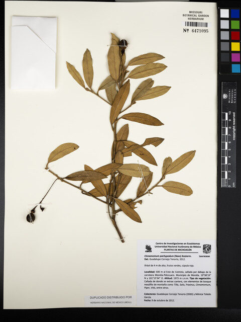 Cinnamomum pachypodum