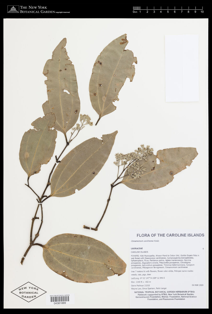 Cinnamomum pedatinervium (Fiji cinnamomon) — photo