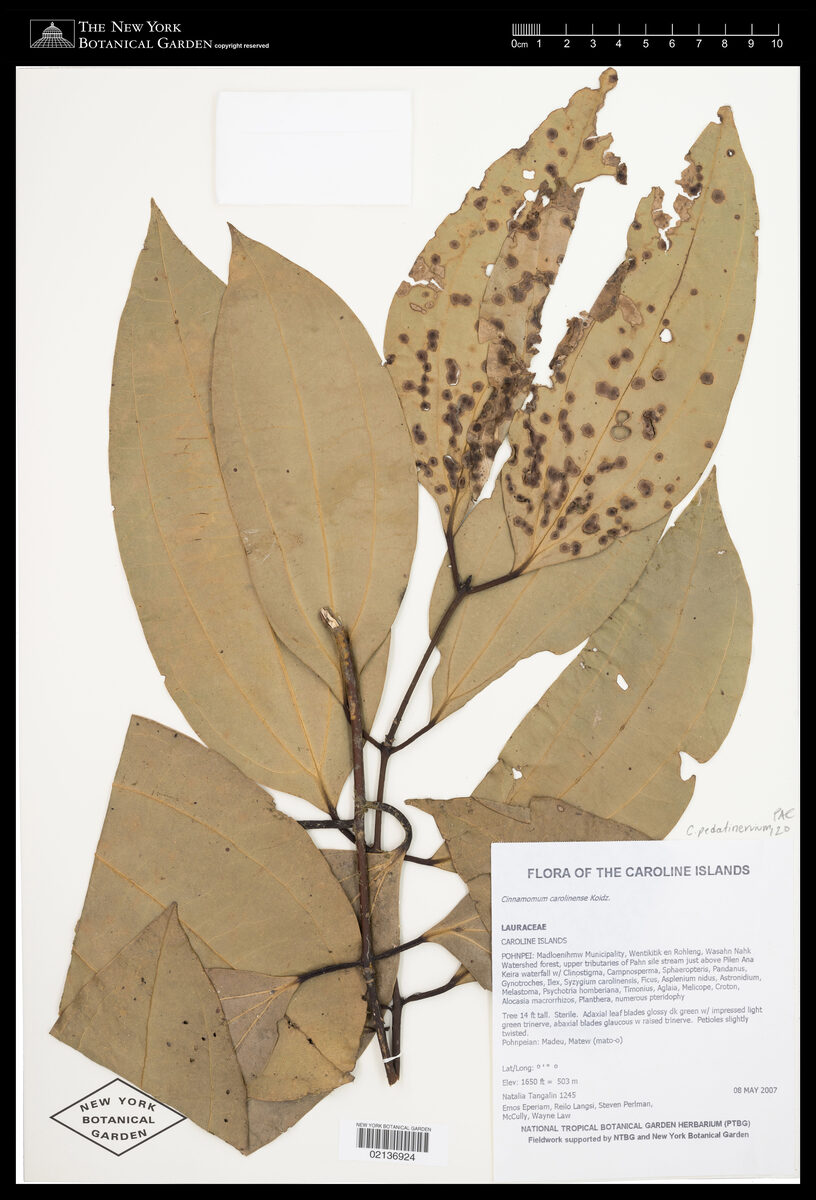 Cinnamomum pedatinervium (Fiji cinnamomon) — photo