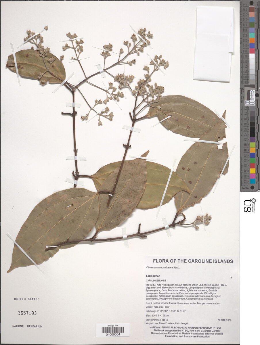 Cinnamomum pedatinervium