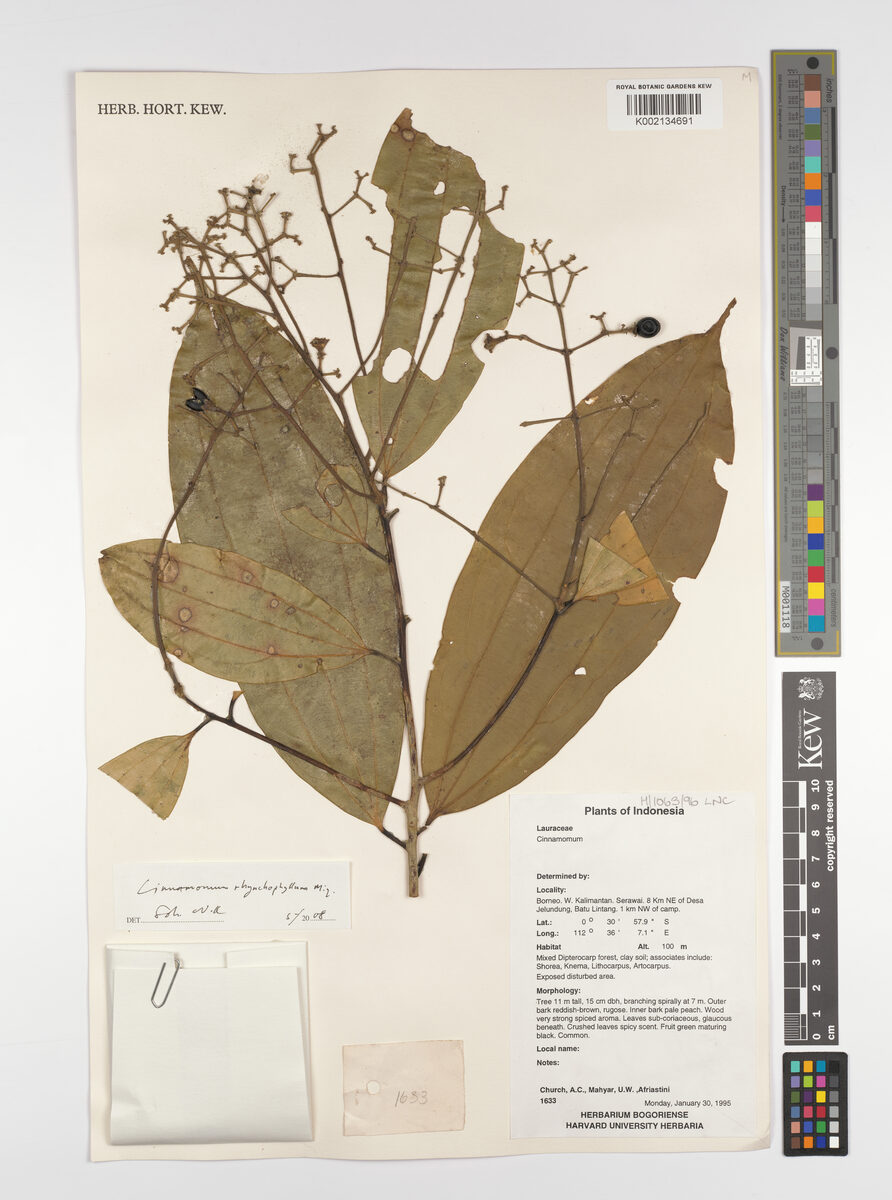 Cinnamomum rhynchophyllum — photo