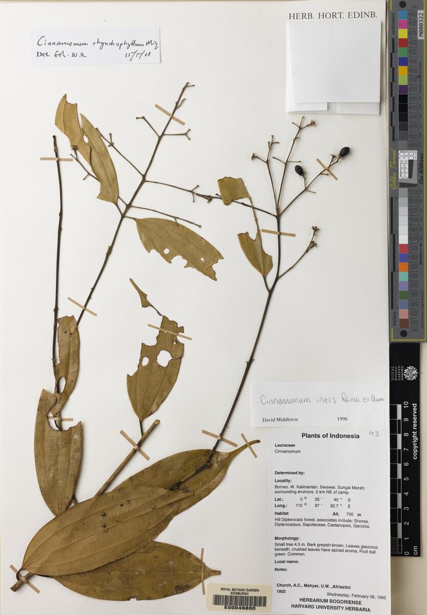 Cinnamomum rhynchophyllum — photo