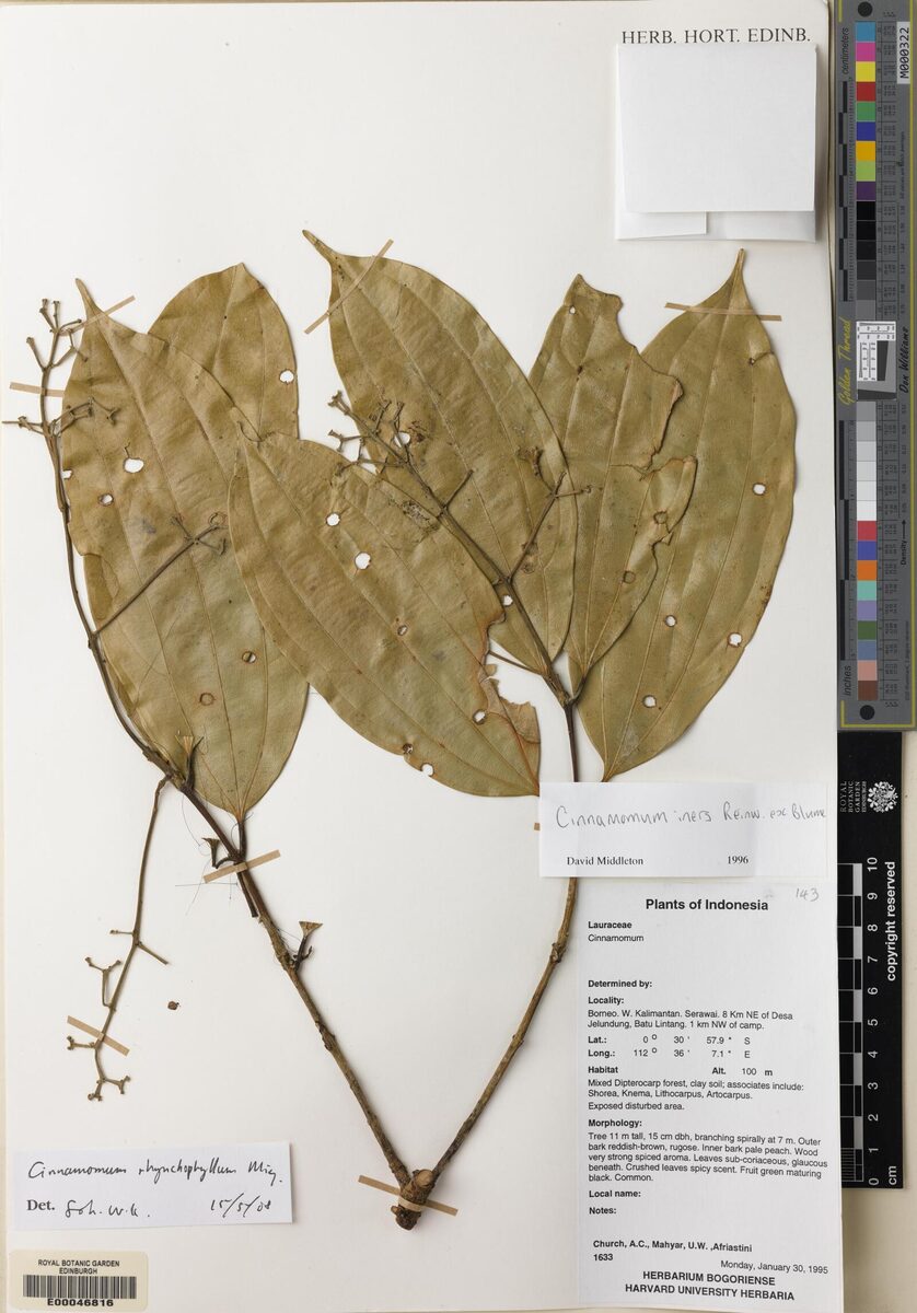 Cinnamomum rhynchophyllum