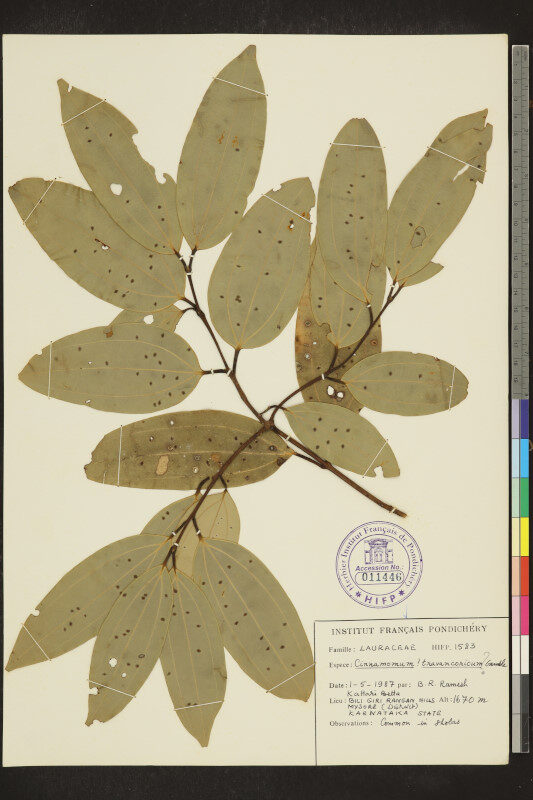 Cinnamomum travancoricum — photo
