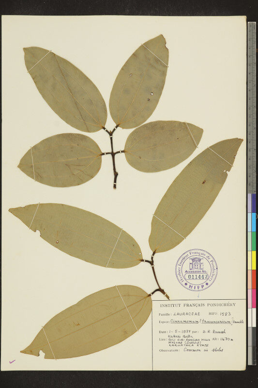 Cinnamomum travancoricum — photo