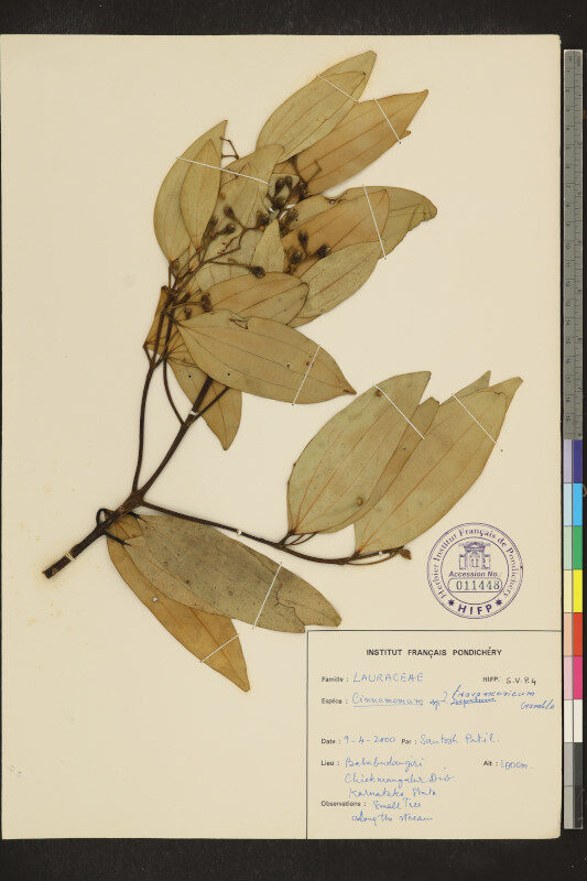 Cinnamomum travancoricum