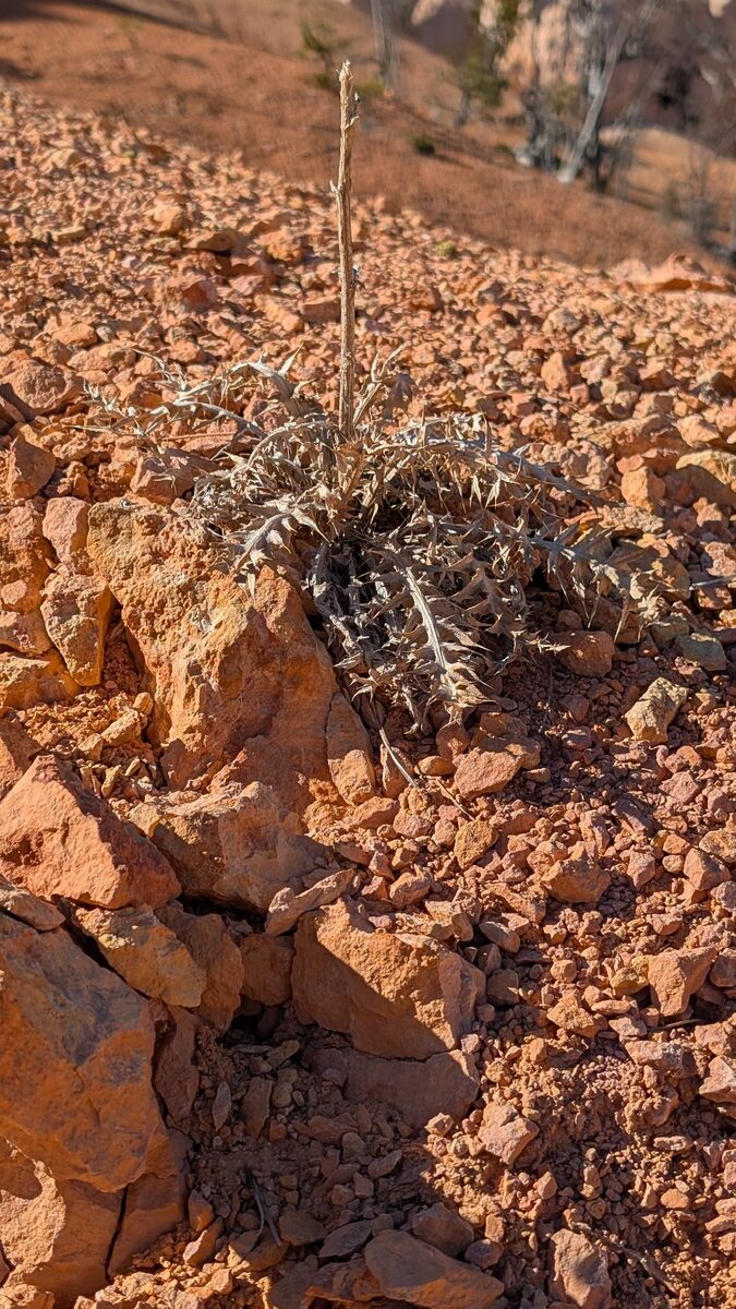 Cirsium arizonicum - (A.Gray) Petr. (Arizona thistle) — photo