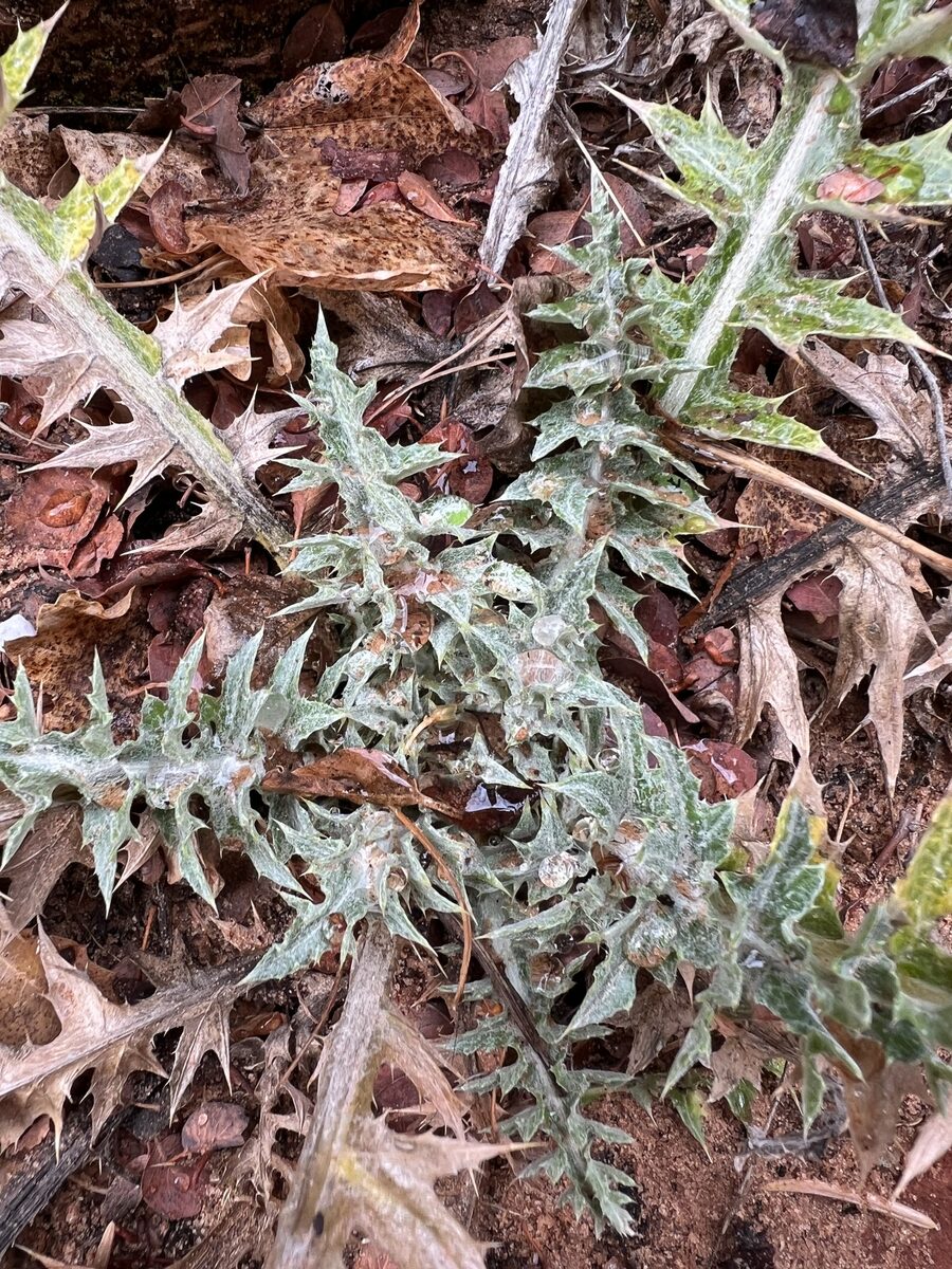 Cirsium arizonicum - (A.Gray) Petr. (Arizona thistle) — photo