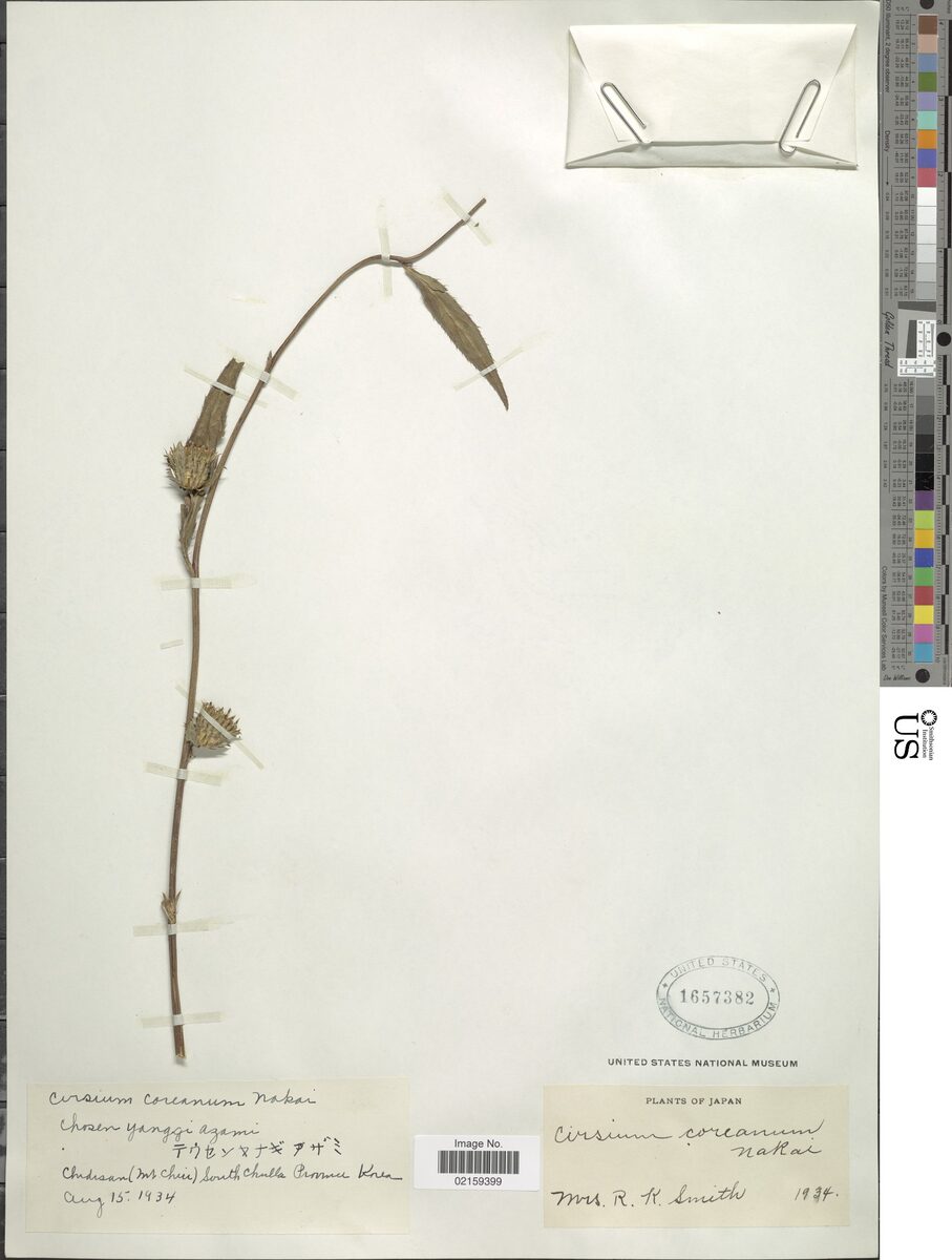 Cirsium coreanum