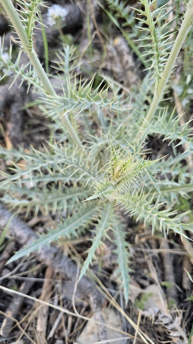 Cirsium eatoni - (Gray.)Robinson. (Eaton's Thistle) — photo