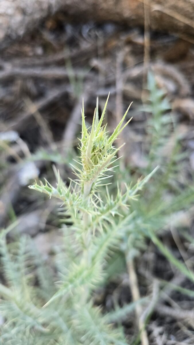 Cirsium eatoni - (Gray.)Robinson. (Eaton's Thistle) — photo
