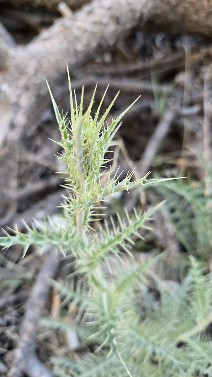 Cirsium eatoni - (Gray.)Robinson.