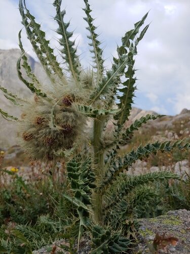 Cirsium eatonii (Eaton's thistle) — photo