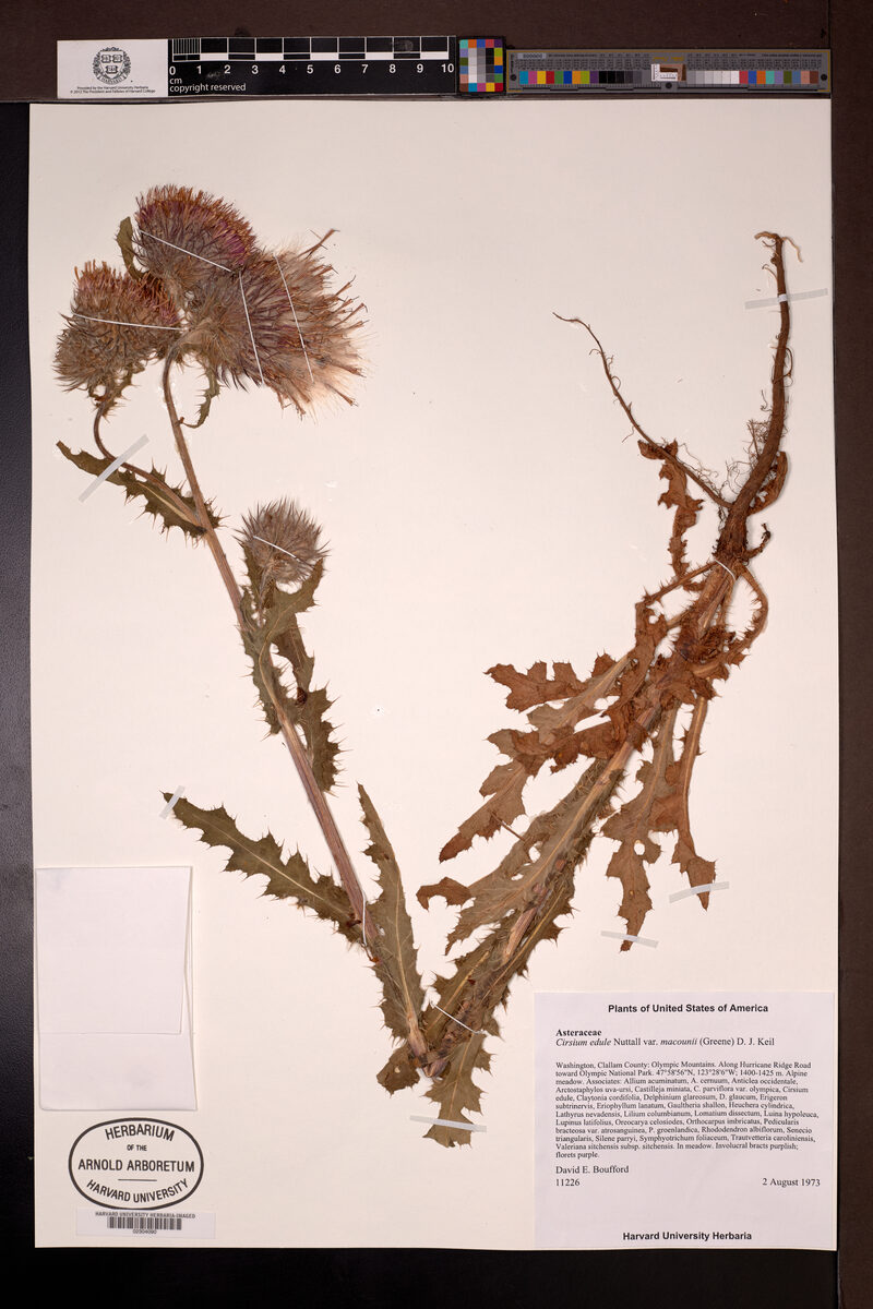 Cirsium edule var. macounii