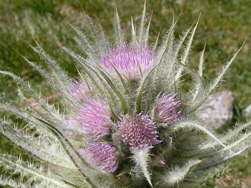 Cirsium foliosum (Dwarf thistle) — photo