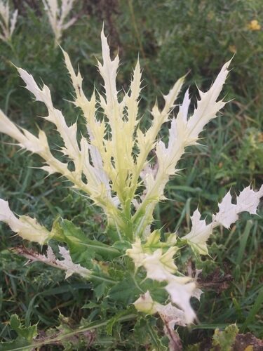 Cirsium hookerianum (White thistle) — photo