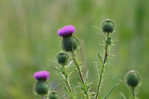 Cirsium horridulum (Bull thistle) — photo