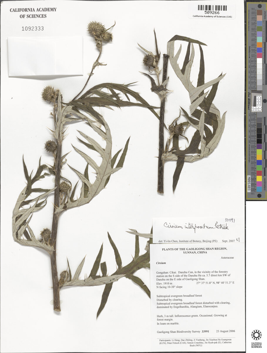 Cirsium interpositum — photo