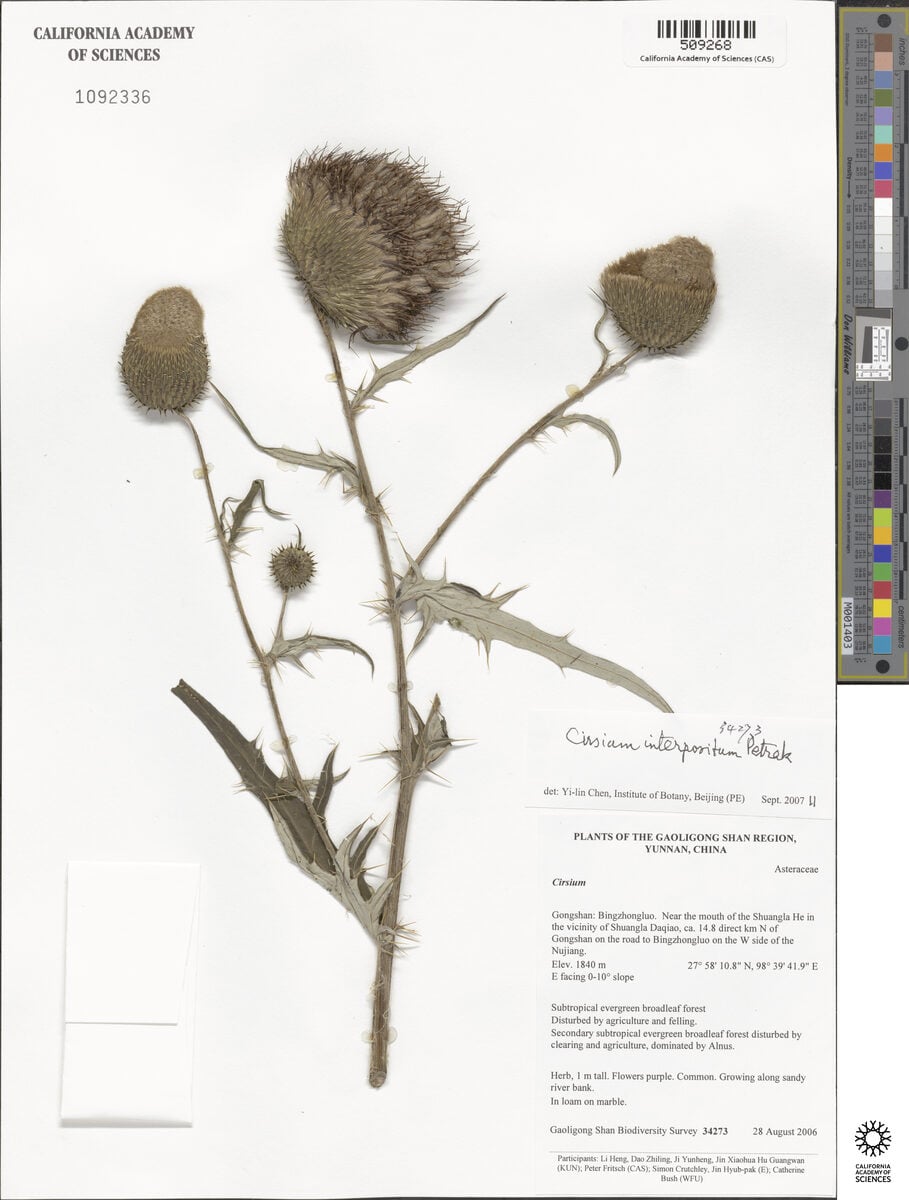 Cirsium interpositum — photo